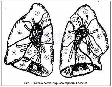 схема сегментарного строения легких